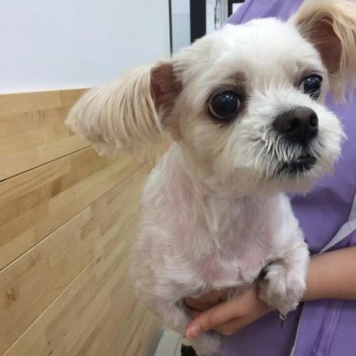 말티로 추정되욤~