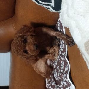 푸들 남양주 일패 진접