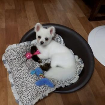 강릉 이마트부근에서 잃어버린 포메라니언 찾습니다