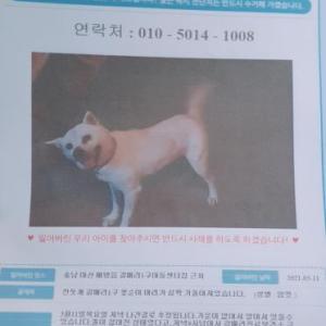 노견 진돗개를 찾습니다.