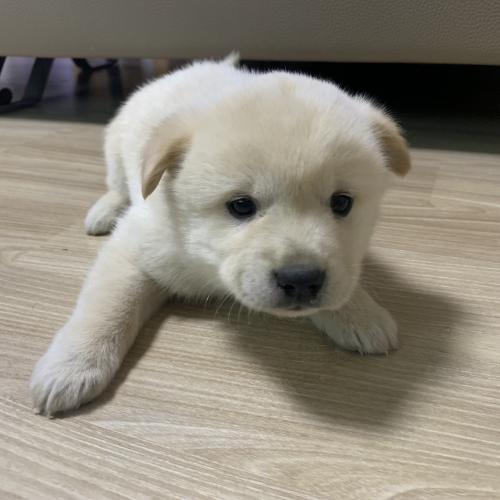 진돗개믹스 애기들 책임분양합니다