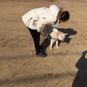 분홍코를 가진 흰색 진도견..