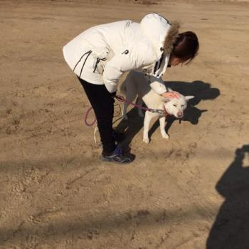 분홍코를 가진 흰색 진도견..