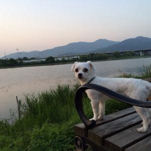 마석 창현교차로에서 말티즈 남아를 잃어버렸어요