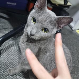 러시안블루 고양이를 찾습니다