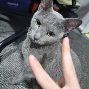 러시안블루 고양이를 찾습니다