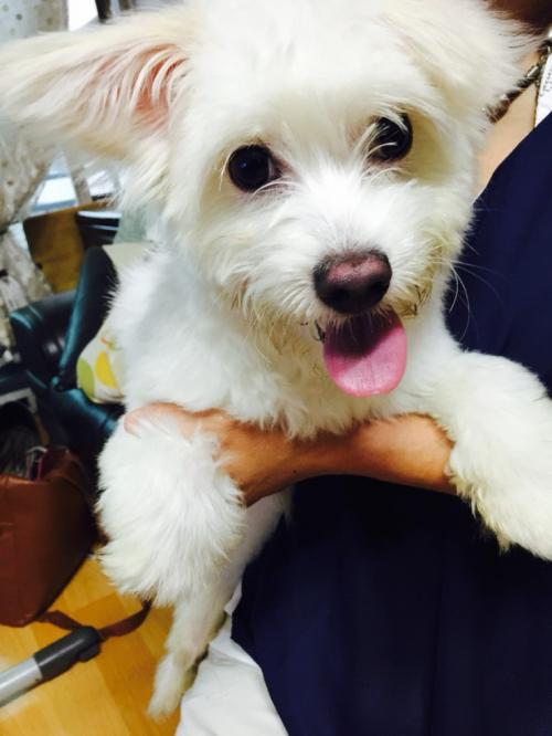 천호동 부근에서 발견한 흰색 믹스견 보호중입니다.