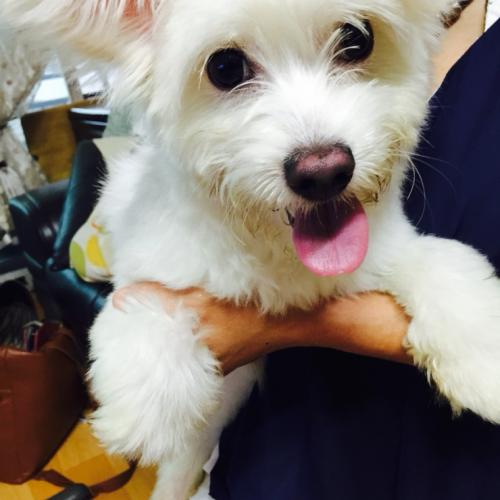 천호동 부근에서 발견한 흰색 믹스견 보호중입니다.