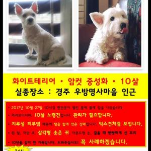 화이트테리어 빅토를 찾습니다.