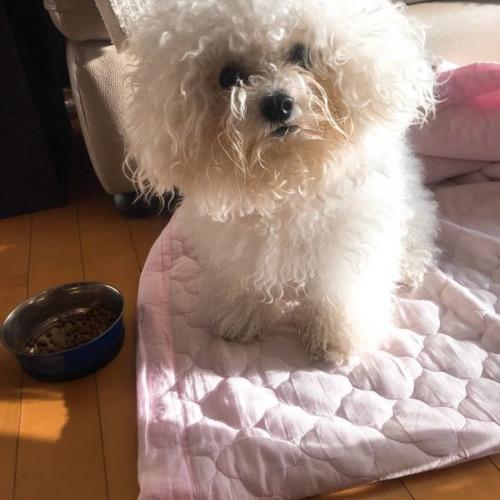 송파구에서 비숑 보호중