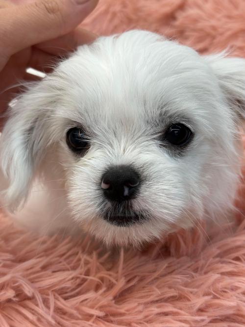 말티즈 믹스견이 딸기를 임보 중 입니다