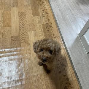 강아지를 잃어버렸습니다ㅜㅜ 보신분들 꼭좀 연락 부탁드릴게요..