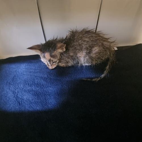 새끼 암컷 고양이