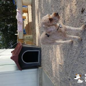 이름은 모카구요 종은 갈색 푸들입니다