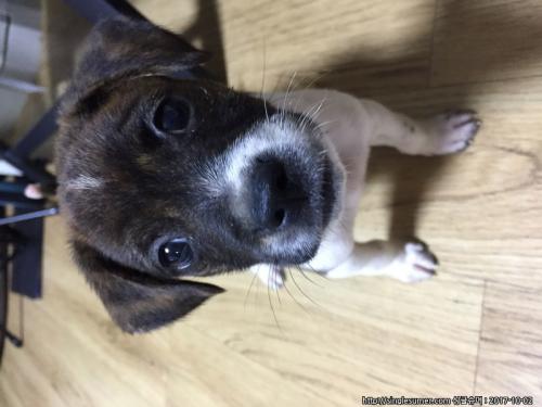 1~2개월 된 강아지 입양 보냅니다~