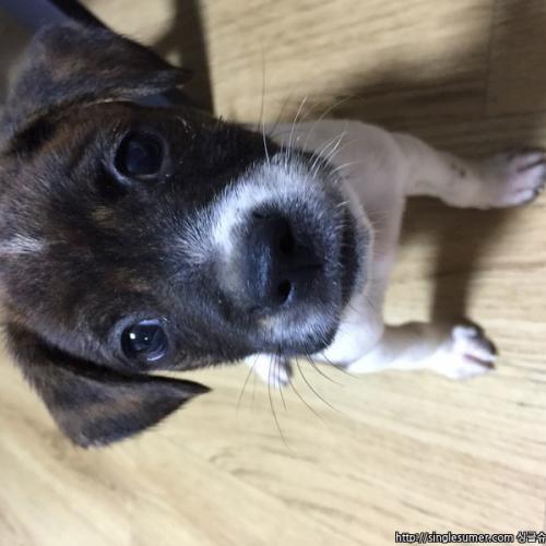 1~2개월 된 강아지 입양 보냅니다~