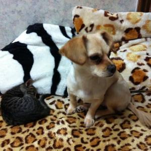 갈색 믹스 여아 찾아요