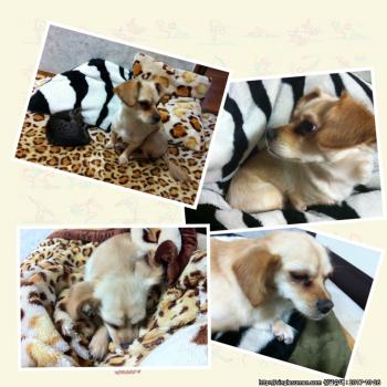 갈색 믹스 여아 찾아요