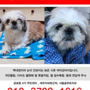 늙은 시츄 여아 강아지찾아요