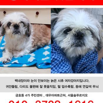 늙은 시츄 여아 강아지찾아요