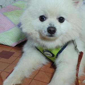 목포 농산물도매시장에 유기된 강아지 보호중입니다.