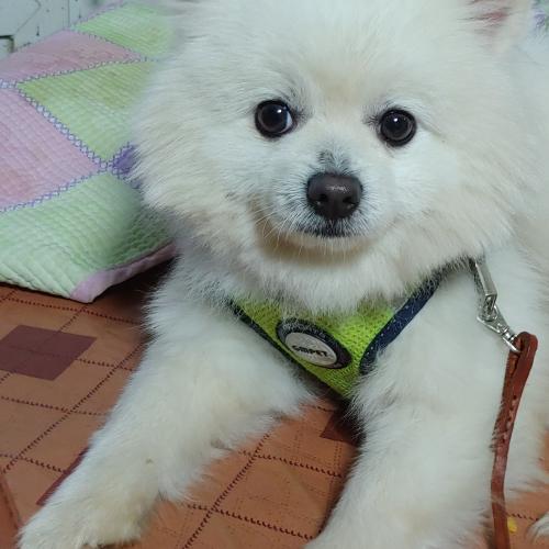 목포 농산물도매시장에 유기된 강아지 보호중입니다.