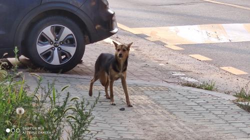 강화 길상면 온수리 새끼 4마리 키우는 유기견