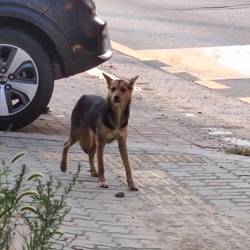 강화 길상면 온수리 새끼 4마리 키우는 유기견