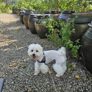 안성 대덕면에서 강아지를 찾습니다.