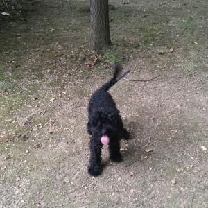 단미안한 검정푸들 여아 오레오를 찾습니다.(용인 신갈)