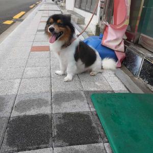 영도구 신선동 믹스견 찾습니다 (사진)