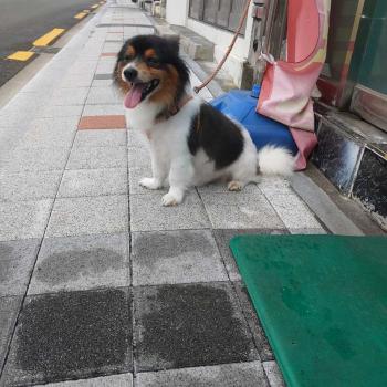 영도구 신선동 믹스견 찾습니다 (사진)