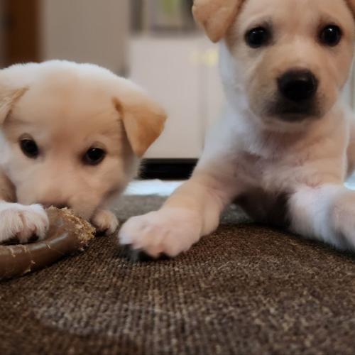 진도 믹스 남매의 좋은 가족이 되어주세요!