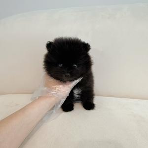 블랙 포메라니안 분양해요