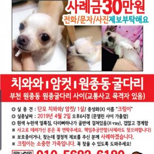 부천 단모치와와 찾아요