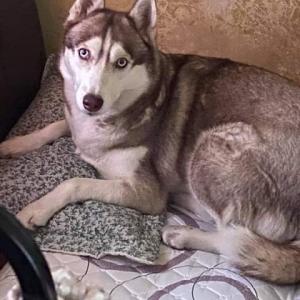 시베리아 허스키 찾습니다.