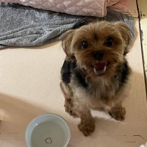 구미시 형곡동 4주공 아파트 계단에서 발견된 강아지 임시보호중입니다.