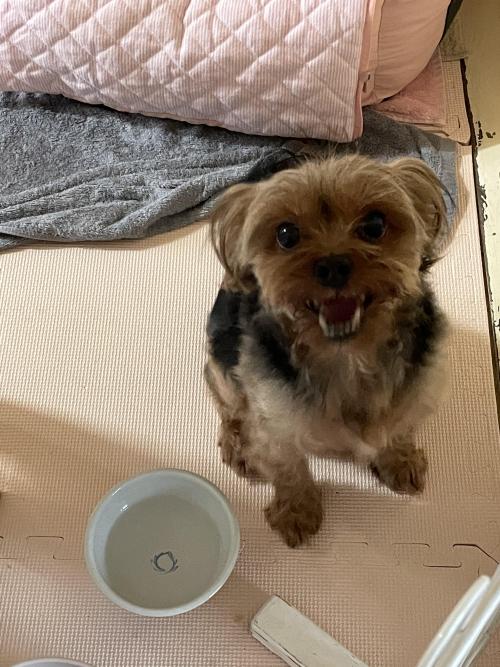 구미시 형곡동 4주공 아파트 계단에서 발견된 강아지 임시보호중입니다.