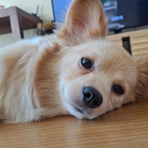 화성시야목리실종믹스견노란강아지