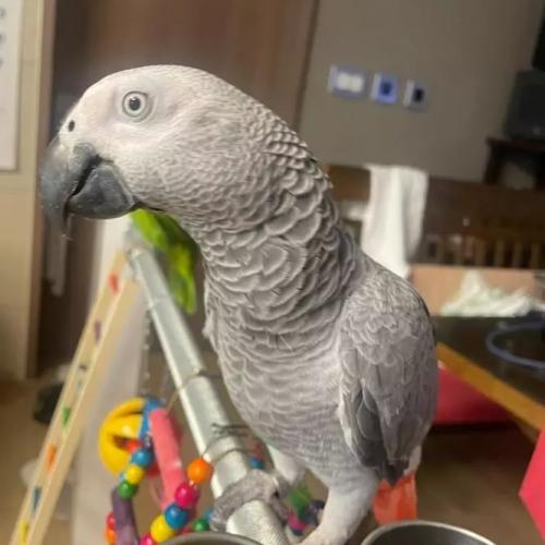 회색앵무새 순이를 찾습니다