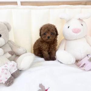 [30만] 언제봐도 사랑스러운 푸들분양 보내요~