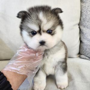 폼스키분양 2개월령 왕자님 블루아이 모량도 빵빵하고