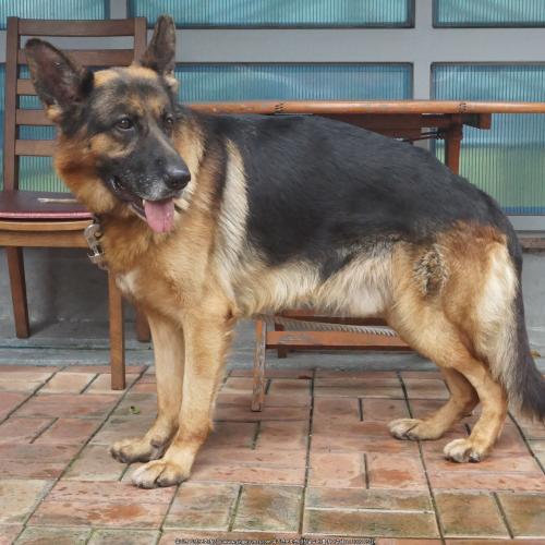 셰퍼트 무료분양합니다.