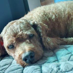 푸들 남아 실종