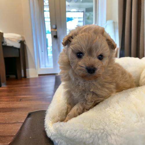 말티푸 분양합니다!