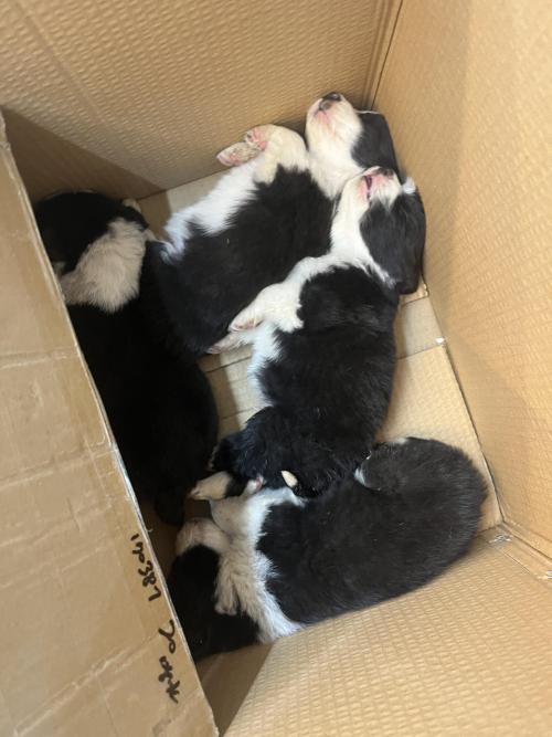 부모님댁에 보더콜리가 새끼를 낳아서 입양보내요..