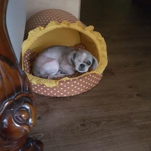 강아지를 찾습니다.