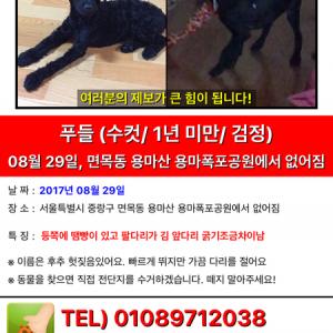 면목동 용마산 용마폭포공원에서 실종된 검정 수컷 푸들 찾습니다