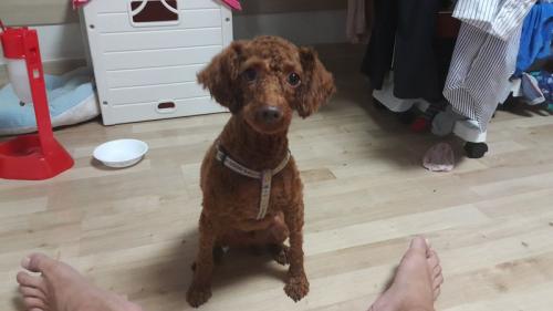 푸들  분양합니다. 수컷  중성화 완료