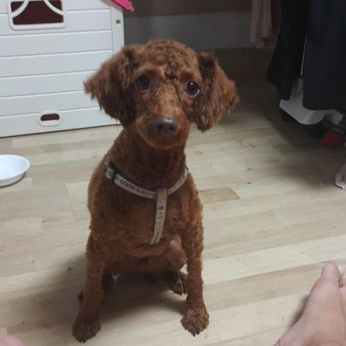 푸들  분양합니다. 수컷  중성화 완료